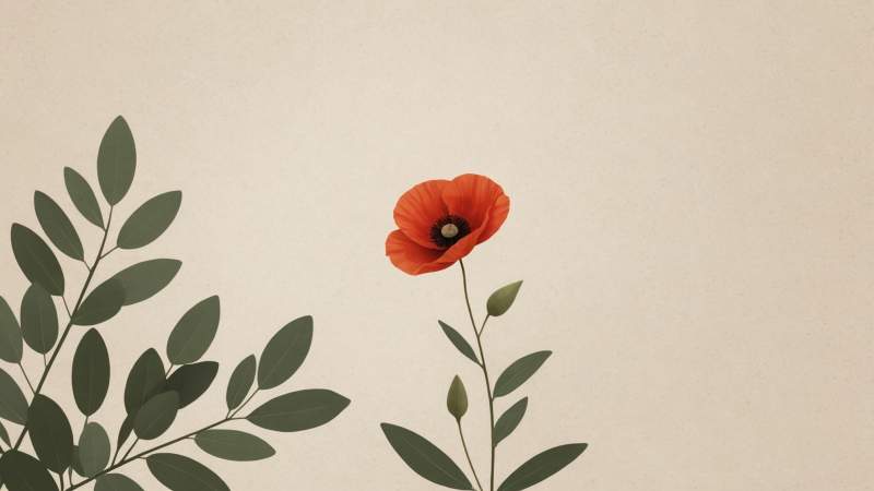 A red poppy flower with eucalyptus leaves on a beige background symbolizing Remembrance Day in Australia.