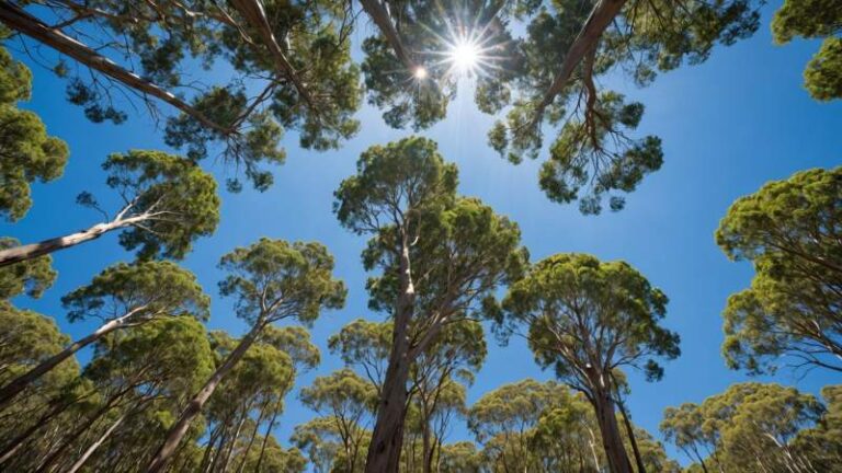 Clear blue sky and eucalyptus forest in Australia symbolizing ozone layer protection