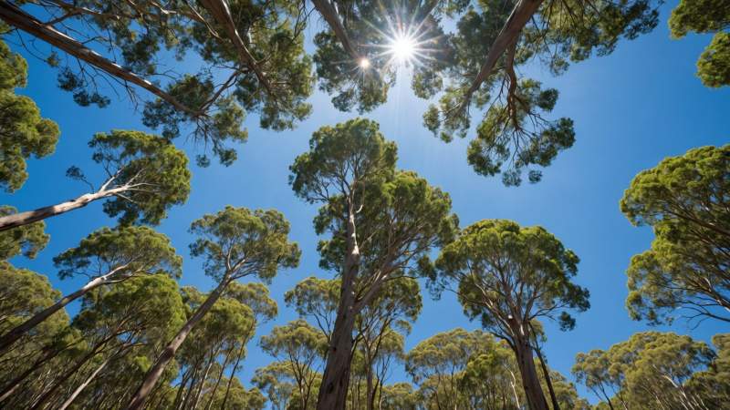 Clear blue sky and eucalyptus forest in Australia symbolizing ozone layer protection